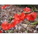 Chaenomeles superba x 'Orange Star' - Cognassier à fleurs