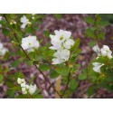 Exochorda racemosa 'Magical Springtime'