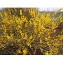 Forsythia intermedia x 'Casque d'Or'®