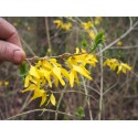 Forsythia intermedia x 'Karl Sax'