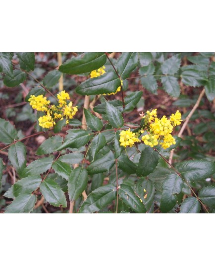 Mahonia x wagneri 'Pinnacle'