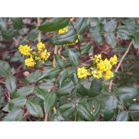 Mahonia x wagneri 'Pinnacle'