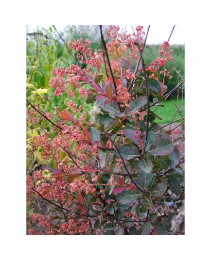 Cotinus coggygria 'Red Spirit' - Arbre à perruques