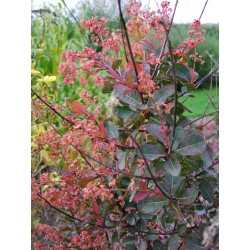 Cotinus coggygria 'Red Spirit' - Arbre à perruques