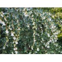 Osmanthus delavayi - Osmanthe