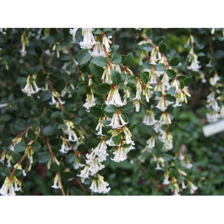 Osmanthus delavayi - Osmanthe