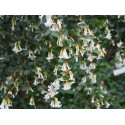 Osmanthus delavayi - Osmanthe