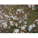 Prunus spinosa 'Purpurea' - prunellier pourpre