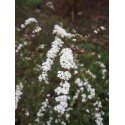 Spiraea arguta x - spirée blanche