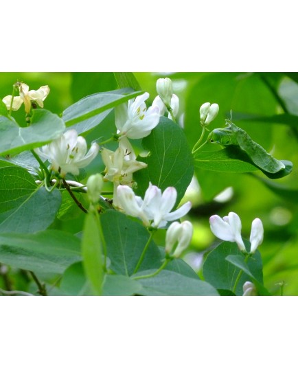 Lonicera korolkowii 'Alba'