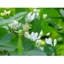 Lonicera korolkowii 'Alba'