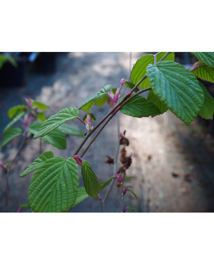 Corylopsis willmottiae 'Spring Purple'