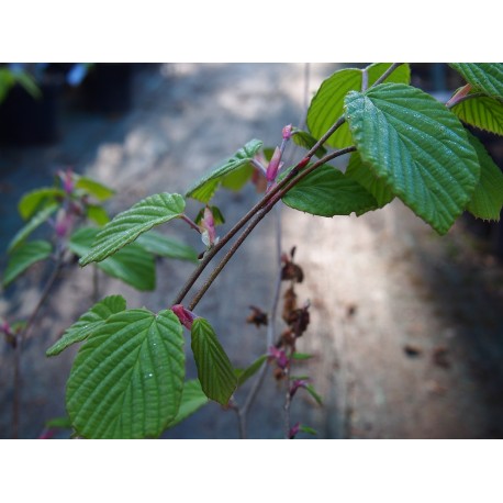 Corylopsis willmottiae 'Spring Purple'