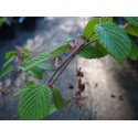 Corylopsis willmottiae 'Spring Purple'