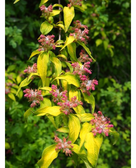 Kolkwitzia amabilis 'Maradco'- Buisson de Beauté