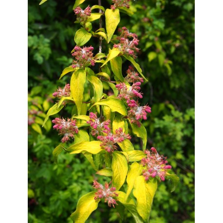 Kolkwitzia amabilis 'Maradco'- Buisson de Beauté