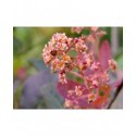 Cotinus coggygria 'Red Spirit' - Arbre à perruques