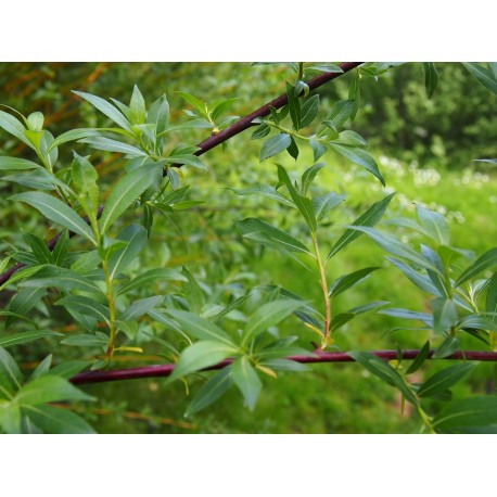 Salix daphnoides 'Super Puss'