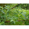 Salix daphnoides 'Super Puss'