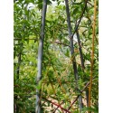 Salix daphnoides 'Super Puss'
