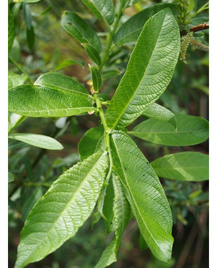 Salix pantosericea