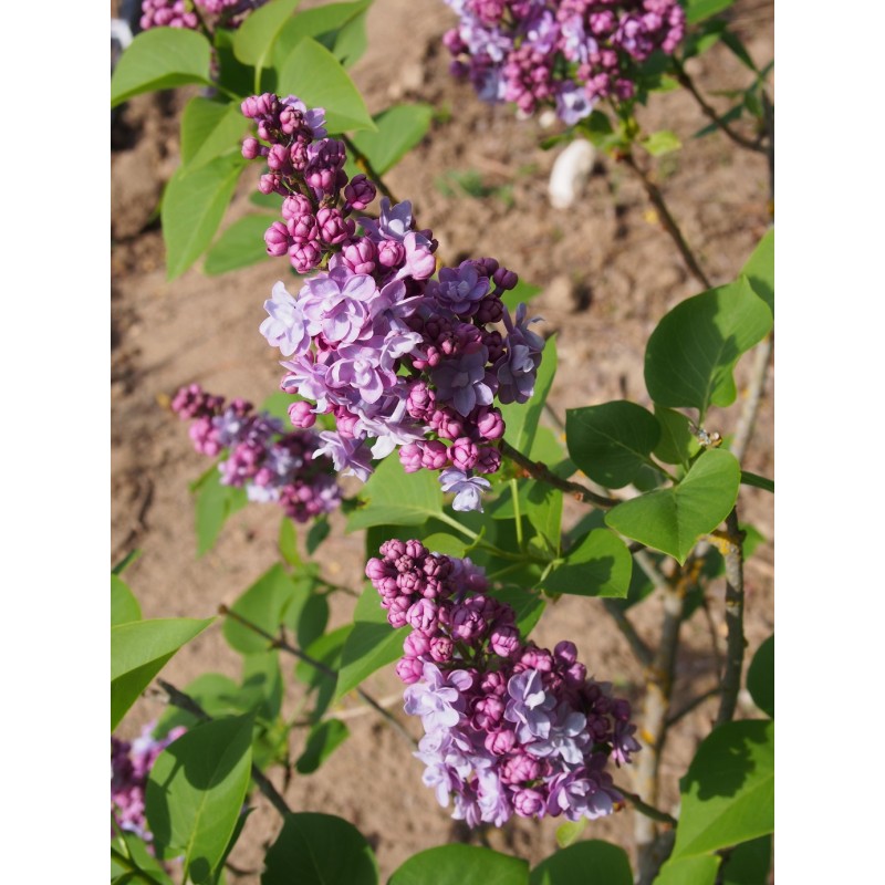 Syringa vulgaris Michel Buchner - Lilas Commum