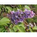 Syringa vulgaris 'Président Grévy' - lilas