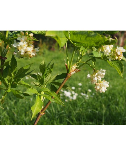 Staphylea pinnata