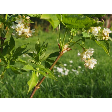 Staphylea pinnata