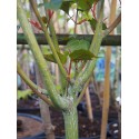 Acer capillipes - Erables, peau de serpent