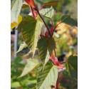 Acer capillipes - Erables, peau de serpent