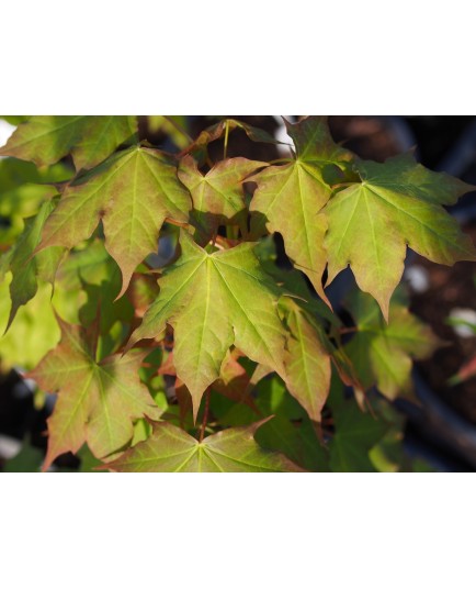 Acer cappadocicum