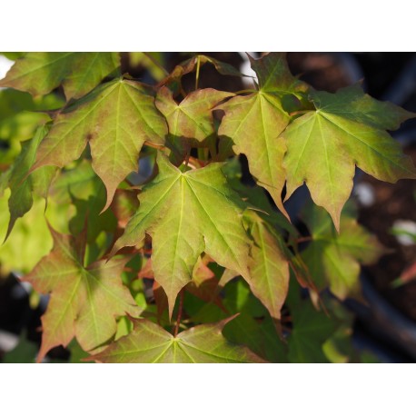 Acer cappadocicum