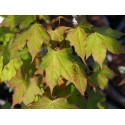 Acer cappadocicum