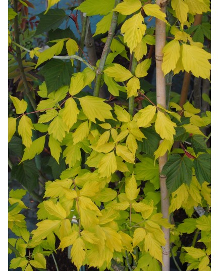 Acer negundo 'Auratum'