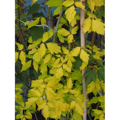 Acer negundo 'Auratum'