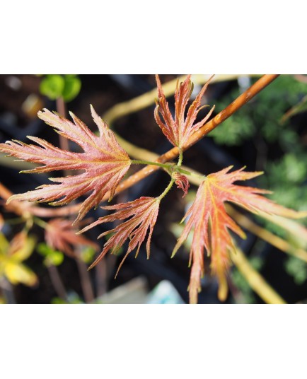 Acer sacharinum 'Laciniata'