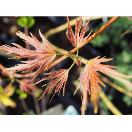 Acer sacharinum 'Laciniata'