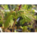 Acer spicatum