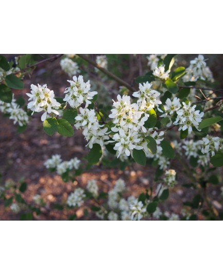 Amelanchier alnifolia