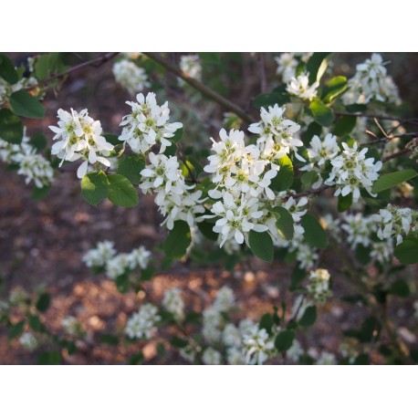 Amelanchier alnifolia