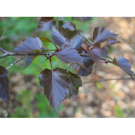 Betula pendula 'Purpurea' - bouleaux ,bouleaux pourpres, bouleaux pleureurs, bouleaux blancs d'Europe,