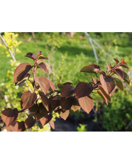 Cercidiphyllum japonicum 'Rotfuchs' - arbres au caramel,