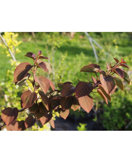 Cercidiphyllum japonicum 'Rotfuchs' - arbres au caramel,