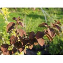 Cercidiphyllum japonicum 'Rotfuchs' - arbres au caramel,