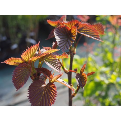 Davidia involucrata -Arbre aux mouchoirs