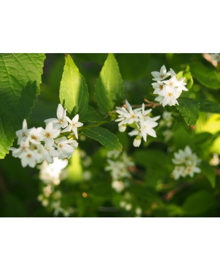 Deutzia gracilis