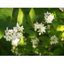 Deutzia gracilis