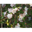 Deutzia kalmiiflora x