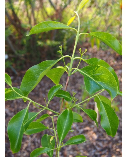 Euonymus grandiflorus 'Red Wine'